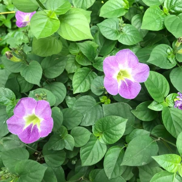 Asystasia Gangetica Chinese violet Creeping foxglove - GCI