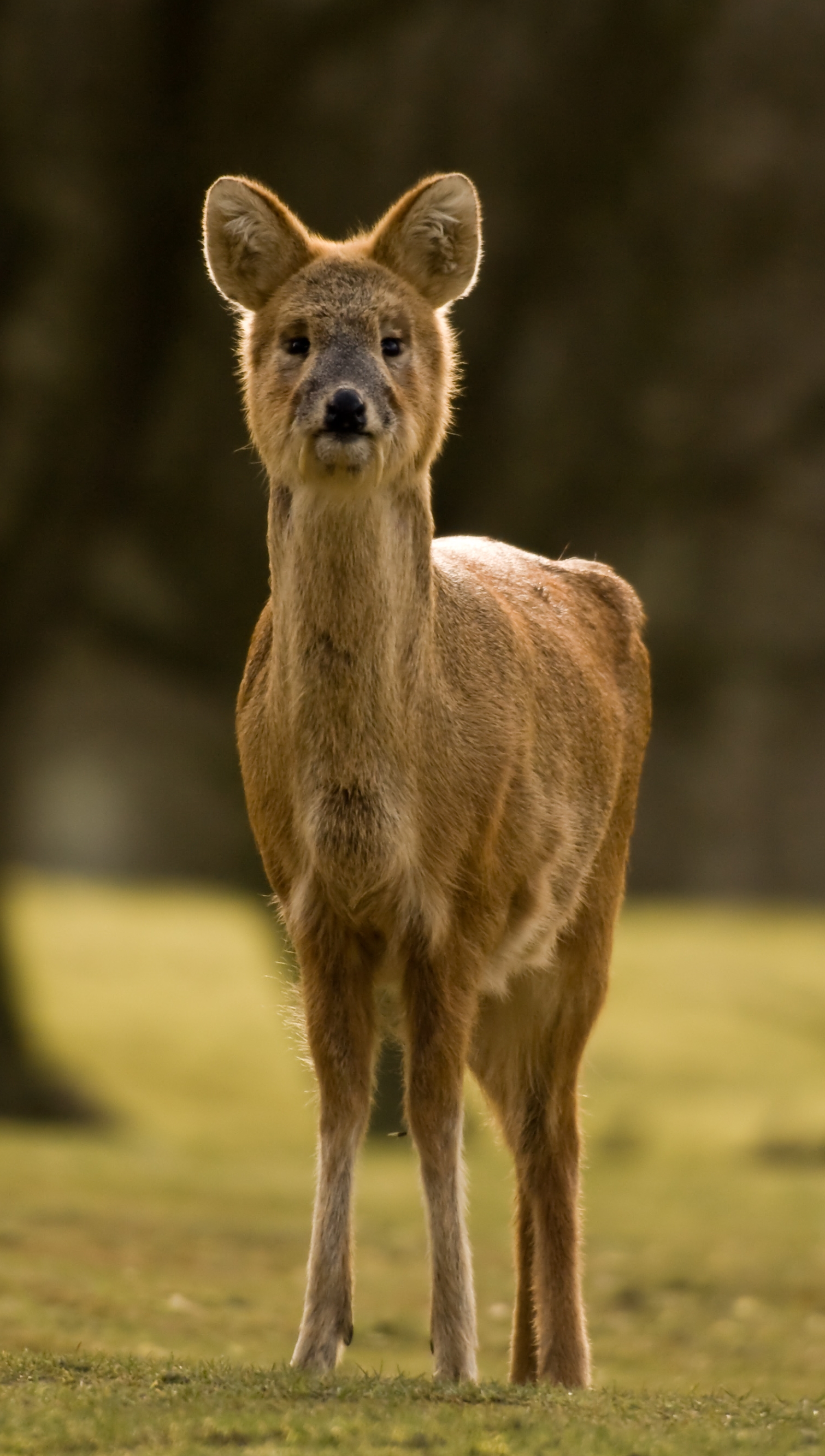 Chinese Water Deer