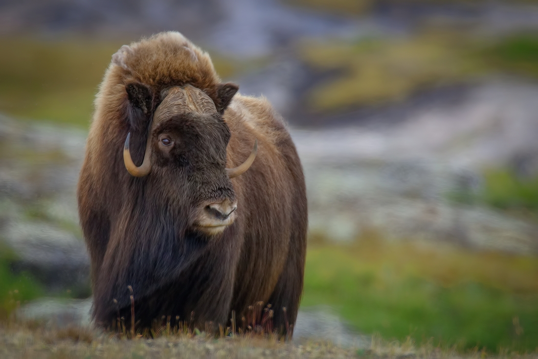 Musk-Ox Male Dry Bay Tundra Near Kuujjuaq Northern Quebec