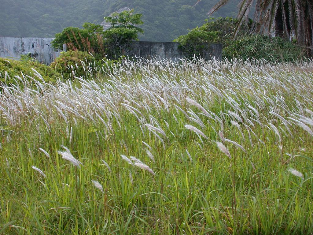 Imperata_cylindrica_tigaya_colony